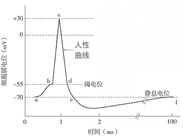 細(xì)胞膜電位和時(shí)間的函數(shù)圖