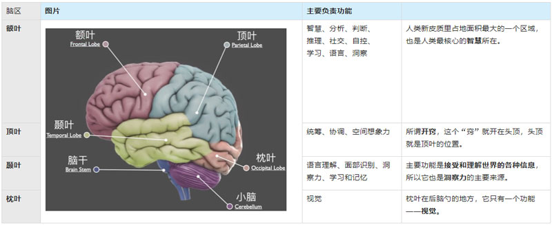 人類腦-新皮質(zhì)