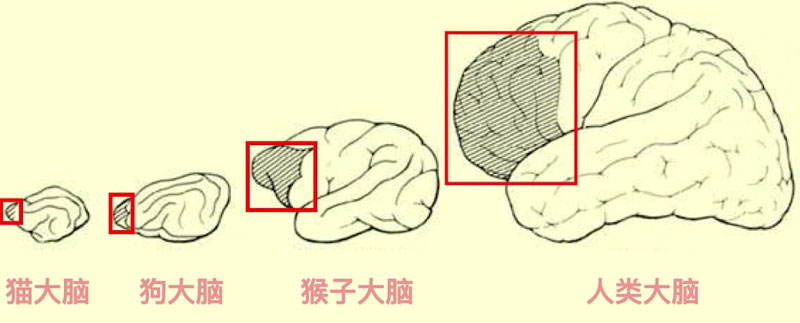 人與其他動(dòng)物前額葉對(duì)比圖