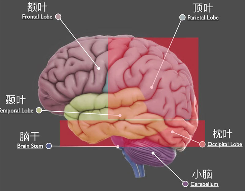 視覺相關(guān)的區(qū)域特